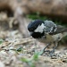 Coal Tit by natsnell