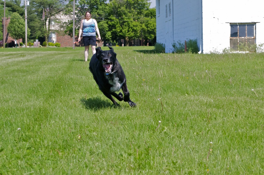 Action Shot of Cleo by labpotter