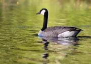 31st May 2012 - Canada Goose on Guard