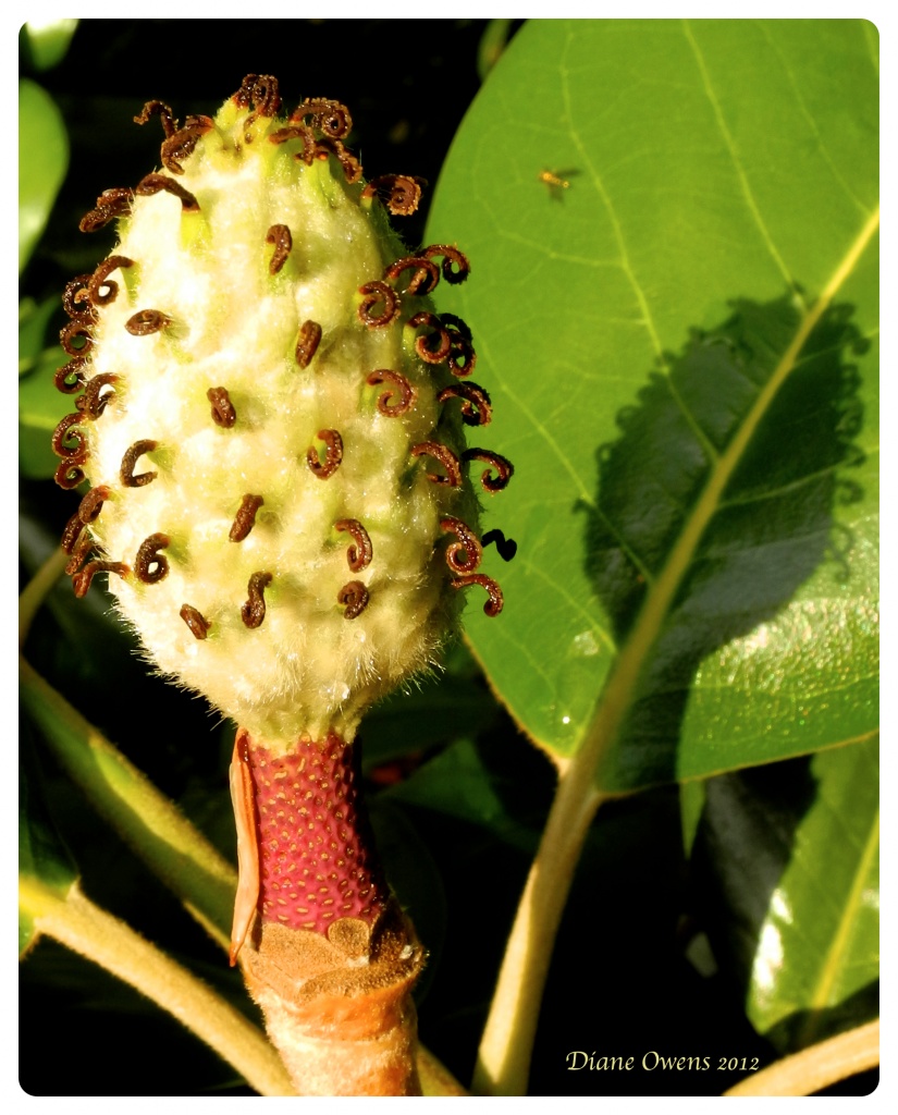 Magnolia Seedpod by eudora