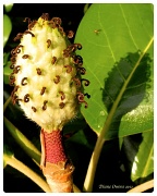 31st May 2012 - Magnolia Seedpod