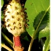 Magnolia Seedpod by eudora