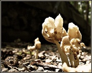 31st May 2012 - Wild Card- "M"  (The Mighty Mushroom)