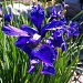 Iris by dakotakid35