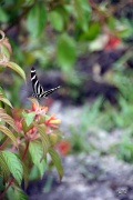 31st May 2012 - Zebra longwing butterfly