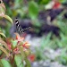 Zebra longwing butterfly by danette