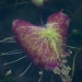 Heart by sugarmuser