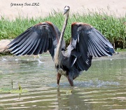 31st May 2012 - Strutting His Stuff or Showing Off
