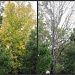 (correction) Liquid Amber Tree leaves - Going  - Gone by loey5150