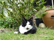 30th May 2012 - A cats eye view of the cat