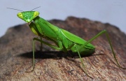 31st May 2012 - Praying Mantis