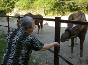 25th May 2012 - MOM AND HORSE