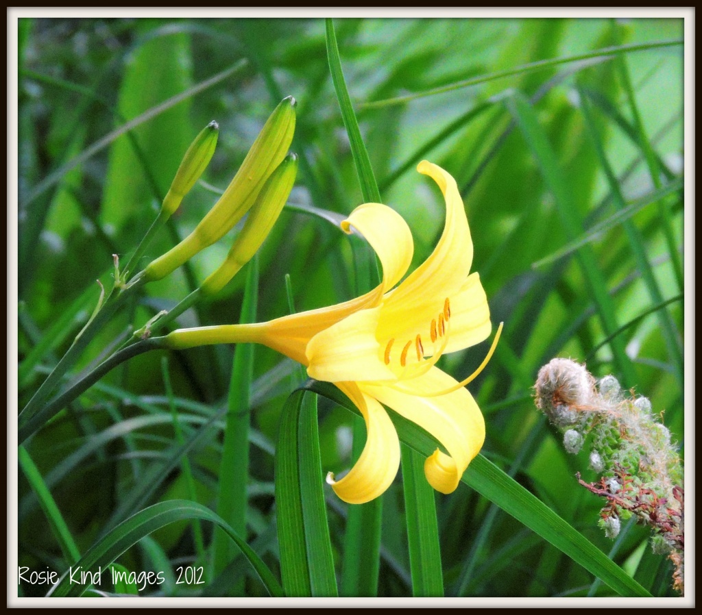 Yellow Day Lily by rosiekind