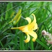 Yellow Day Lily by rosiekind