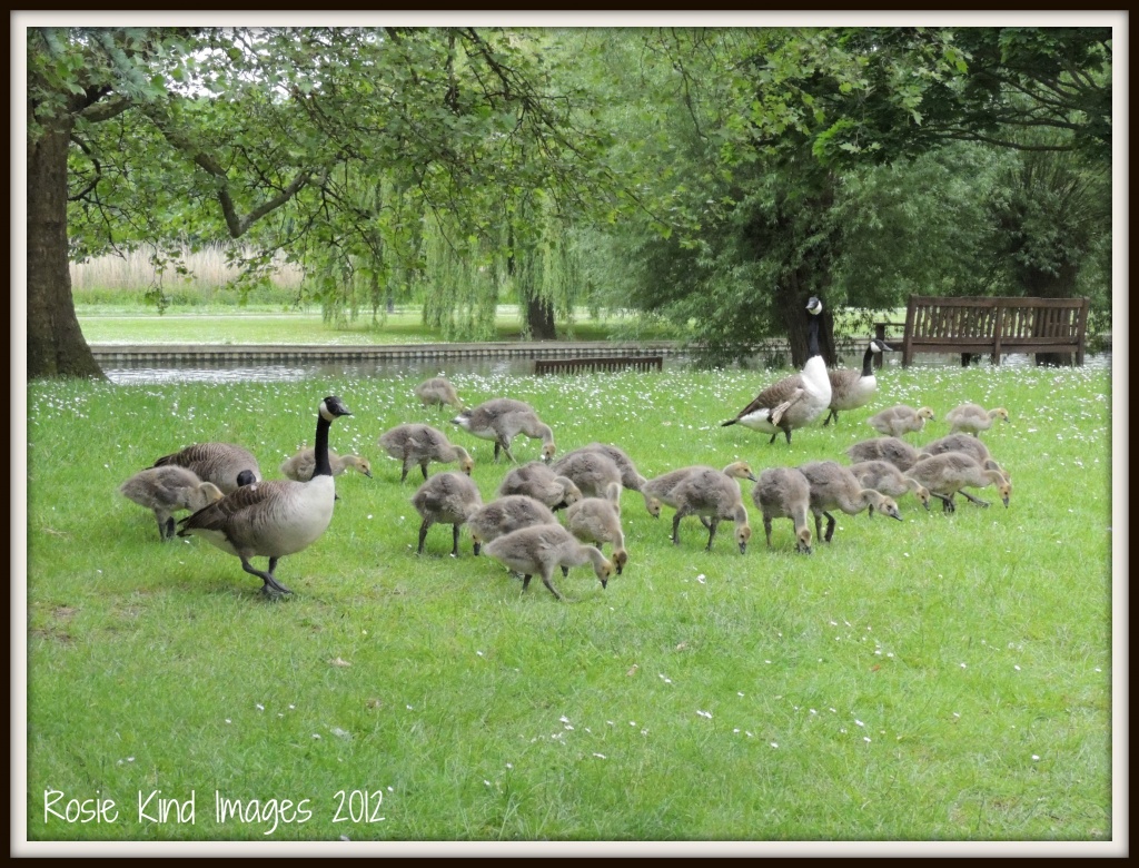 The gosling families by rosiekind