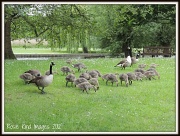 1st Jun 2012 - The gosling families