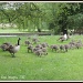 The gosling families by rosiekind