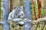 1st Jun 2012 - White Tiger