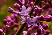 31st May 2012 - Lilac