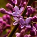 Lilac by ragnhildmorland