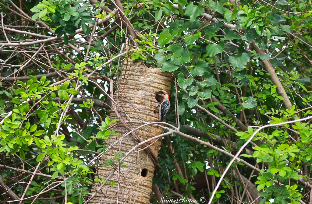 Red Bellied Woodpecker by stcyr1up