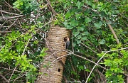 29th May 2012 - Red Bellied Woodpecker