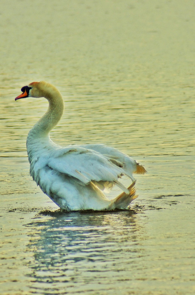 Swan Lake by jesperani