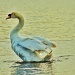 Swan Lake by jesperani