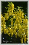 1st Jun 2012 - golden chain tree