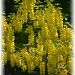 golden chain tree by mjmaven
