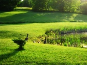 1st Jun 2012 - Gonzo geese