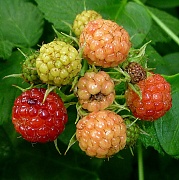 1st Jun 2012 - Wild Berries