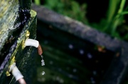 1st Jun 2012 - Dripping fountain