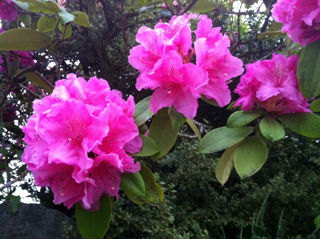 Rhododendrons by marilyn