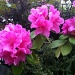 Rhododendrons by marilyn