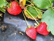26th May 2012 - Strawberry feast
