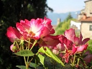 27th May 2012 - Rose-tinted view
