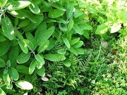 2nd Jun 2012 - Herbs, anyone?
