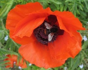 2nd Jun 2012 - red poppy & bee
