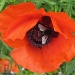 red poppy & bee by quietpurplehaze