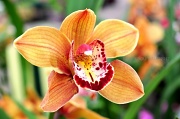 31st May 2012 - Country Orchid