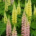Lupins by if1