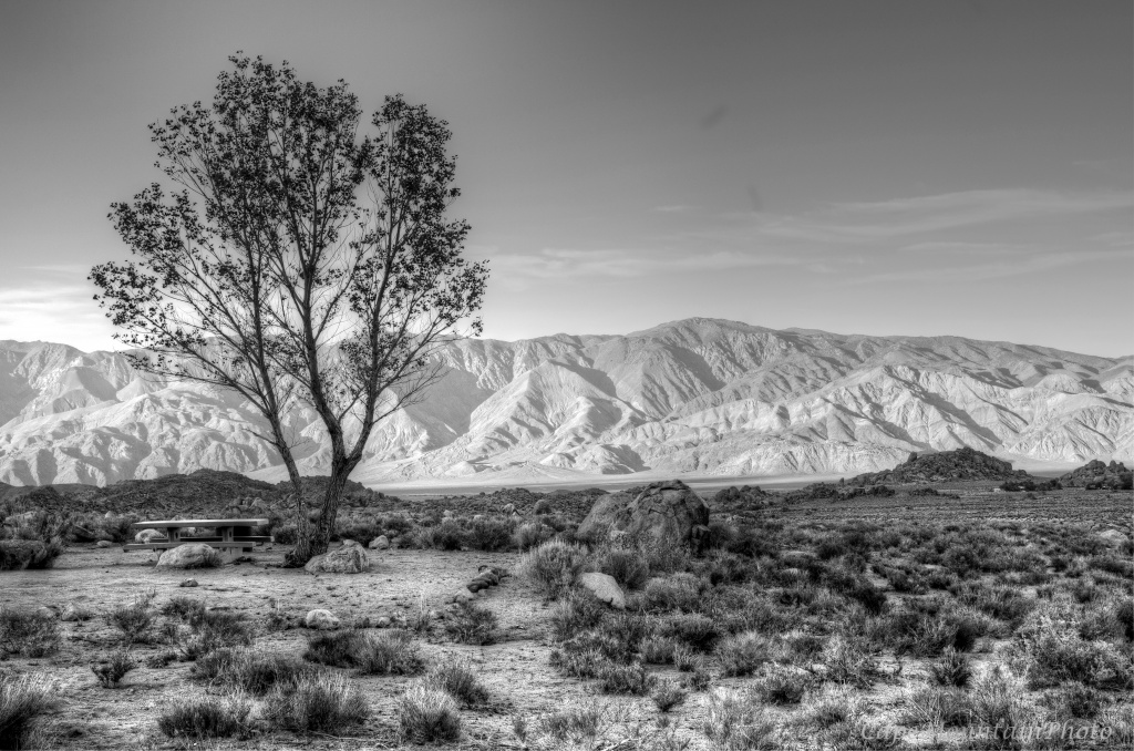 Lone Tree at Lone Pine by jgpittenger