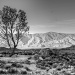 Lone Tree at Lone Pine by jgpittenger
