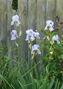 1st Jun 2012 - Iris against the old fence