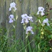 Iris against the old fence by lellie