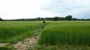 1st Jun 2012 - Amongst the fields of barley.....