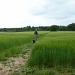 Amongst the fields of barley..... by lellie