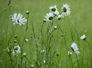 2nd Jun 2012 - Daisies in the field