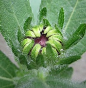 1st Jun 2012 - Zeleni cvijet
